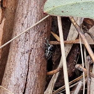 Jotus auripes at Mount Clear, ACT - 11 Sep 2024