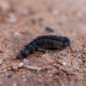 Cantharidae sp. (family) at Cotter River, ACT - 11 Sep 2024 12:32 PM