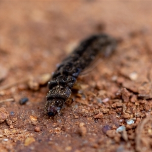 Cantharidae sp. (family) at Cotter River, ACT - 11 Sep 2024 12:32 PM