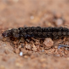 Cantharidae sp. (family) at Cotter River, ACT - 11 Sep 2024 12:32 PM