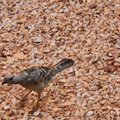 Chlamydera nuchalis (Great Bowerbird) at Cable Beach, WA - 11 Sep 2024 by Mike