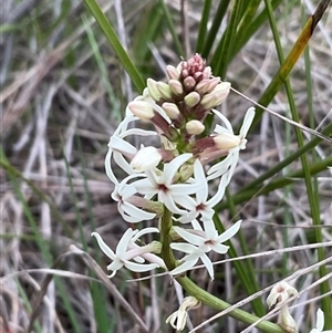 Stackhousia monogyna at Hawker, ACT - 11 Sep 2024