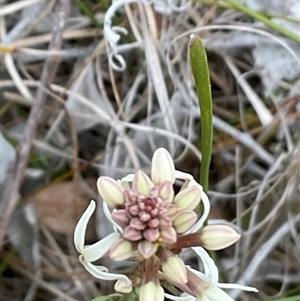 Stackhousia monogyna at Hawker, ACT - 11 Sep 2024