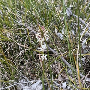 Stackhousia monogyna at Hawker, ACT - 11 Sep 2024