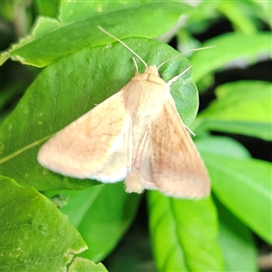 Helicoverpa punctigera at Braidwood, NSW - 11 Sep 2024