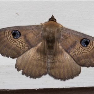 Dasypodia selenophora at Melba, ACT - 10 Sep 2024