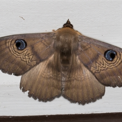 Dasypodia selenophora (Southern old lady moth) at Melba, ACT - 10 Sep 2024 by kasiaaus