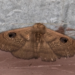 Dasypodia selenophora at Melba, ACT - 10 Sep 2024