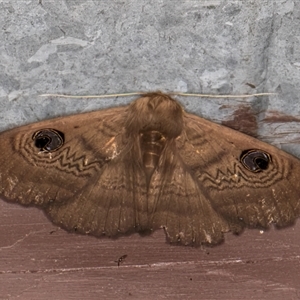 Dasypodia selenophora at Melba, ACT - 10 Sep 2024