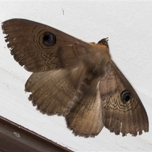 Dasypodia selenophora at Melba, ACT - 10 Sep 2024