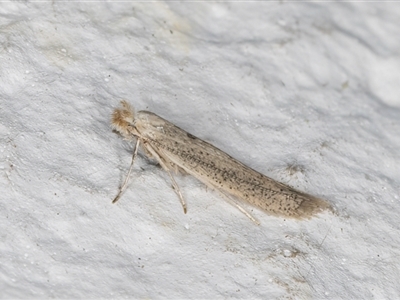 Bedellia somnulentella (Sweet Potato Leaf Miner) at Melba, ACT - 10 Sep 2024 by kasiaaus