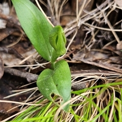 Chiloglottis sp. (A Bird/Wasp Orchid) at Uriarra Village, ACT - 11 Sep 2024 by BethanyDunne