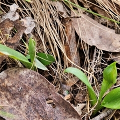 Chiloglottis sp. at Uriarra Village, ACT - 11 Sep 2024