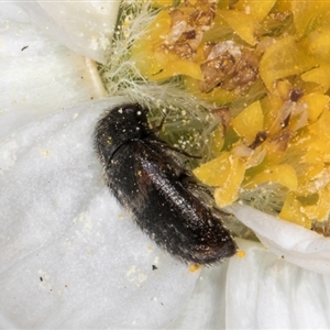 Eurhopalus froggatti at Acton, ACT - 11 Sep 2024 12:00 PM