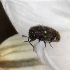 Eurhopalus froggatti at Acton, ACT - 11 Sep 2024