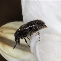 Eurhopalus froggatti at Acton, ACT - 11 Sep 2024 12:00 PM