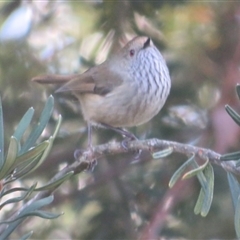 Acanthiza pusilla at Flynn, ACT - 11 Sep 2024 08:04 AM