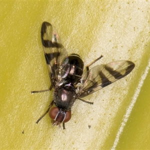 Rivellia sp. (genus) at Acton, ACT - 11 Sep 2024