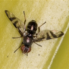 Rivellia sp. (genus) at Acton, ACT - 11 Sep 2024