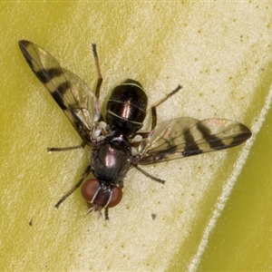 Rivellia sp. (genus) at Acton, ACT - 11 Sep 2024