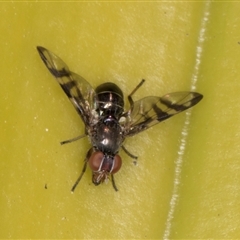 Rivellia sp. (genus) at Acton, ACT - 11 Sep 2024