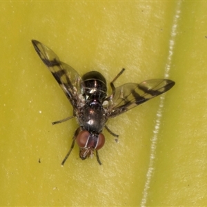 Rivellia sp. (genus) at Acton, ACT - 11 Sep 2024