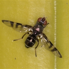 Rivellia sp. (genus) at Acton, ACT - 11 Sep 2024