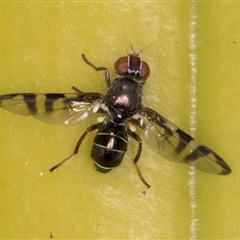 Rivellia sp. (genus) at Acton, ACT - 11 Sep 2024