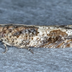 Crocidosema plebejana at Rosedale, NSW - 8 Sep 2024 08:08 PM