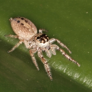 Opisthoncus grassator at Acton, ACT - 11 Sep 2024