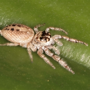 Opisthoncus grassator at Acton, ACT - 11 Sep 2024 12:22 PM