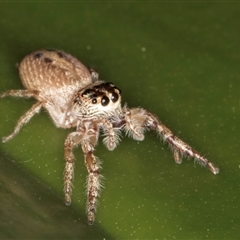 Opisthoncus grassator at Acton, ACT - 11 Sep 2024