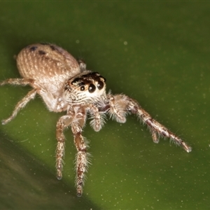 Opisthoncus grassator at Acton, ACT - 11 Sep 2024