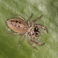 Opisthoncus grassator at Acton, ACT - 11 Sep 2024