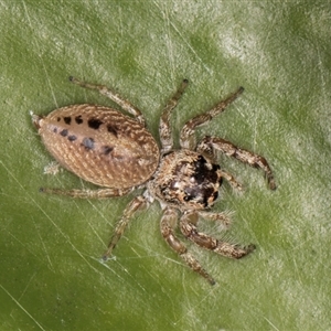 Opisthoncus grassator at Acton, ACT - 11 Sep 2024