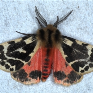 Ardices curvata at Rosedale, NSW - 8 Sep 2024