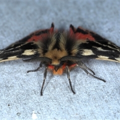 Ardices curvata at Rosedale, NSW - 8 Sep 2024