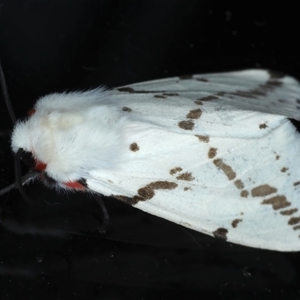 Ardices canescens at Rosedale, NSW - 8 Sep 2024 10:05 PM