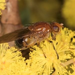 Rhagadolyra magnicornis at Acton, ACT - 11 Sep 2024