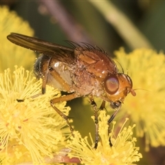 Rhagadolyra magnicornis at Acton, ACT - 11 Sep 2024