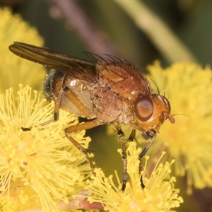 Rhagadolyra magnicornis at Acton, ACT - 11 Sep 2024