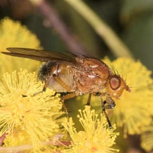 Rhagadolyra magnicornis at Acton, ACT - 11 Sep 2024