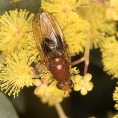 Rhagadolyra magnicornis at Acton, ACT - 11 Sep 2024