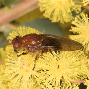 Rhagadolyra magnicornis at Acton, ACT - 11 Sep 2024