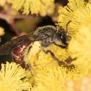 Lasioglossum (Parasphecodes) sp. (genus & subgenus) at Acton, ACT - 11 Sep 2024