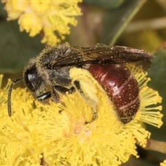 Lasioglossum (Parasphecodes) sp. (genus & subgenus) at Acton, ACT - 11 Sep 2024