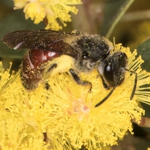 Lasioglossum (Parasphecodes) sp. (genus & subgenus) at Acton, ACT - 11 Sep 2024