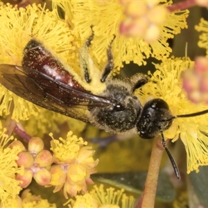 Lasioglossum (Parasphecodes) sp. (genus & subgenus) at Acton, ACT - 11 Sep 2024