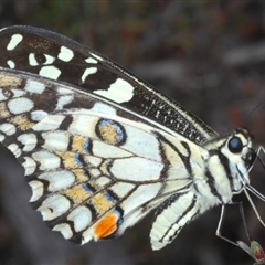 Papilio demoleus (Chequered Swallowtail) at Karabar, NSW - 11 Sep 2024 by Harrisi