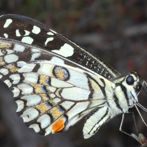 Papilio demoleus at Karabar, NSW - 11 Sep 2024